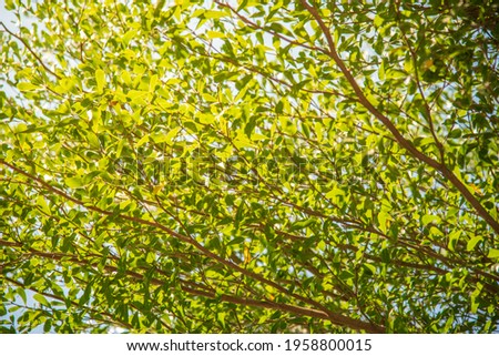 Leaves background in semi-abstract nature, Leaves background in nature, abstract light.