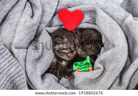 Two dark kittens sleep alone in a gray knitted sweater with a plush heart in their paws
