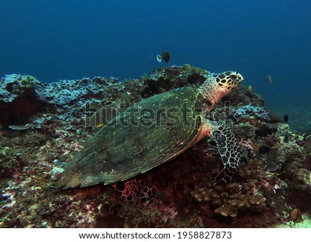 A Hawksbill turtle on hard corals Boracay Philippines                              
