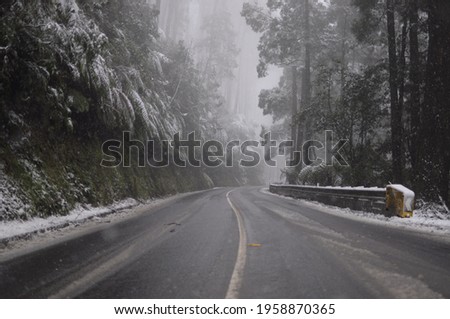 snow scenery with road and trees