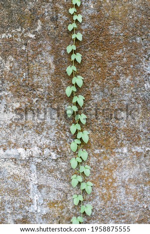 Green creeper ,ivy and  Dry moss on the concrete wall.