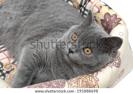 gray cat breed Scottish Straight closeup. horizontal photo.