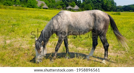 Gray horse with long mane in a green meadow. Rural landscape. Wide photo.