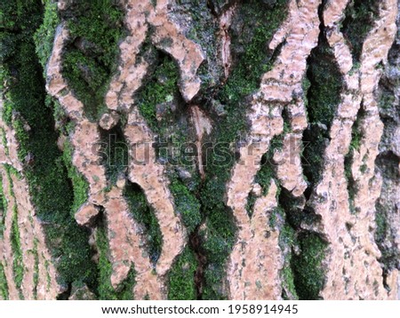 The texture of the wet bark of a coniferous tree. The bark is covered with green moss.