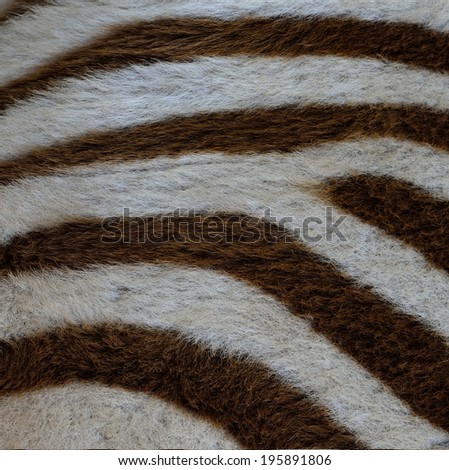 Close up of Camouflage background pattern of zebra fur texture