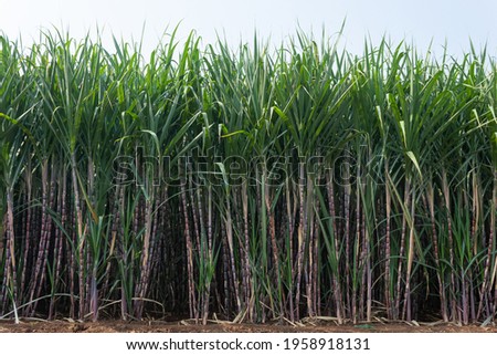 Sugarcane field with full grown crop, Kolhapur, Maharashtra, India. Royalty-Free Stock Photo #1958918131