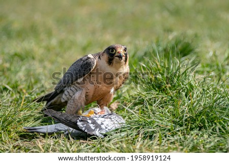 Portrait of a beautiful Peregrine Falcon (Falco peregrinus) on the ground eating a prey. Falco peregrinus in the nature habitat.