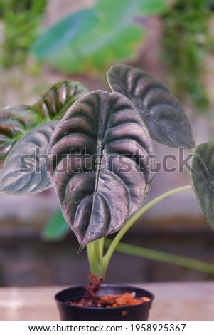 Alocasia cuprea is the uique foliage plant in house 
