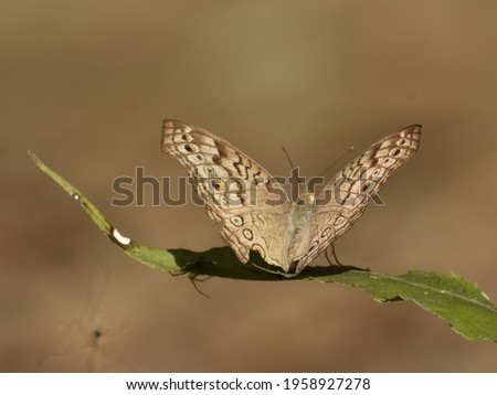 Habitat of Lemon Pansy Butterfly at jokai rainforest Dibrugarh, Assam, India 