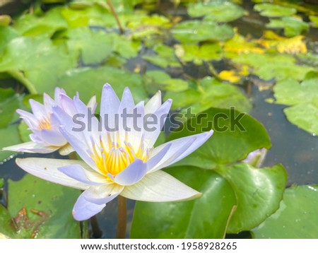close-up shot of purple lotus in an old basin has many lotus leaves is a copy space.