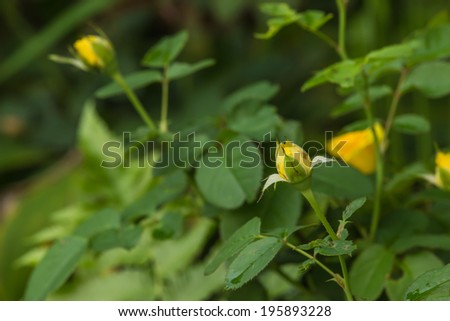Blooming yellow roses