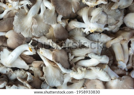 Multiple Raw Mushrooms in a tray