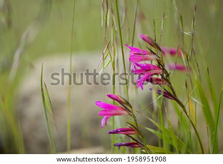 Flora of Gran Canaria -  Gladiolus italicus, wild gladiolus natural macro floral background