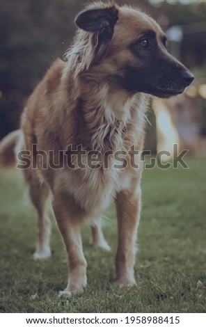medium fur coated brown canine