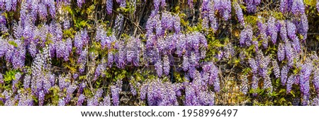 Lila Wisteria blossom, banner.  Flowering Wisteria tree in garden. Chinese Wisteria ( Fabaceae Wisteria sinensis ) flowers in sunny day, banner. 