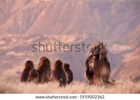 Family of furry monkey, sitting on the edge of clif against steep  mountains in background. Gelada baboon, Theropithecus gelada, wildlife scene from the UNESCO site of Simien Mountains, Ethiopia.