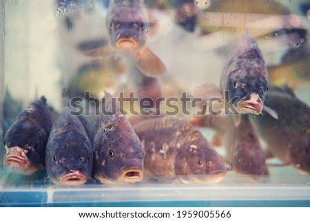Live fish carp in the aquarium shop, food background