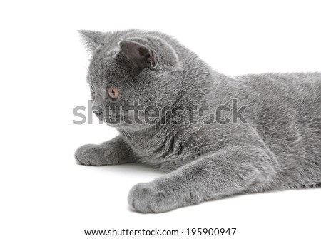 gray cat breed scottish-straight close-up on white background. horizontal photo.