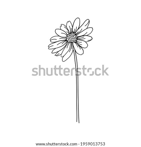 Hand drawn vector illustration of blooming meadow daisy wildflower. Logo design element for summer spring summer concept
