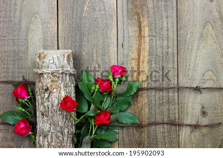 Red roses growing by barbed wire wooden fence post