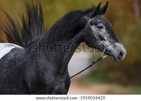 portrait of dark grey horse in summer autumn