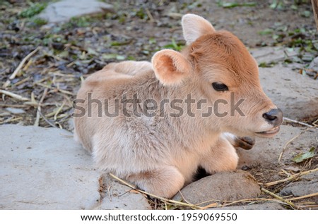 the small cow calf animal siting land and enjoy nature out door.