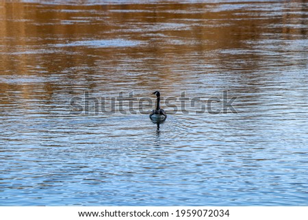 Lone Canadian goose swimming in the river on a cool spring afternoon