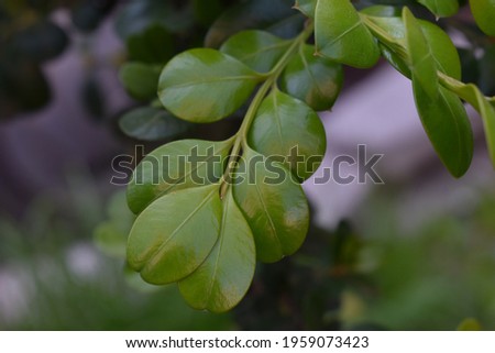 Japanese box buxus microphylla japonica shrub plant leaves and small branch closeup macro.Dark green round leaf photography. Plantscape horizontal photo. Flora, botany, nature and agriculture picture.