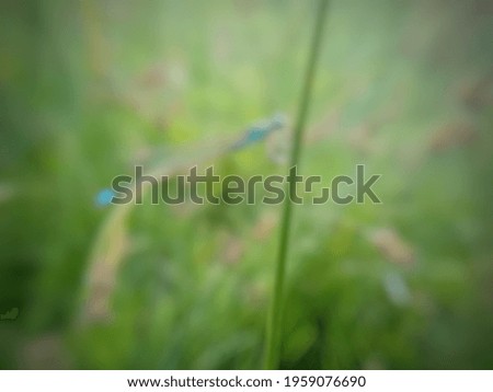 a blurry photo of a small insect perching on a leaf