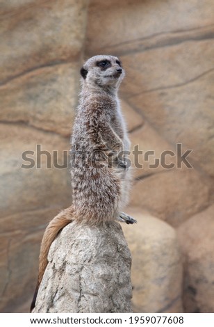 An alert meerkat standing on a stone on guard observing the surrounding