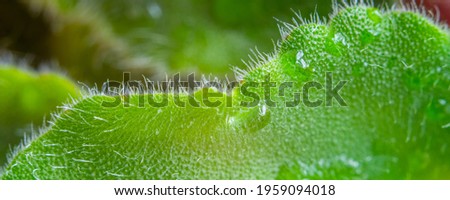 green leaves with dew drops, macro