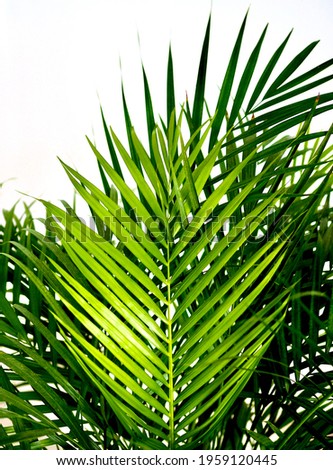 Fresh green tropical palm leaves on gray background. Space for Text. Home plant care
