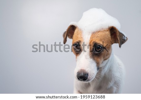 Funny dog jack russell terrier with foam on his head on a white background. Copy space.
