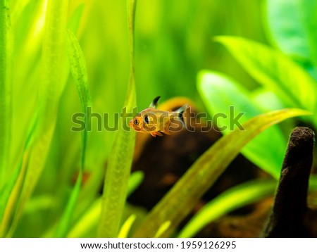 Red Phantom Tetra (Hyphessobrycon sweglesi) in a fish tank with blurred background