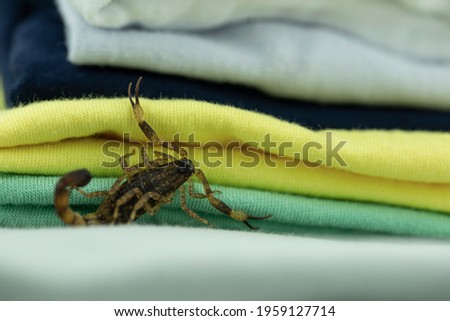 Scorpion, a dangerous beast, app hides under a towel.