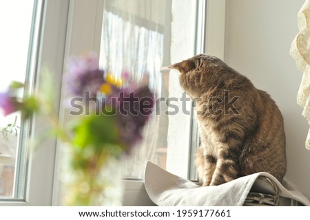 Spring photo of a gray striped cat with green eyes with a bouquet of flowers.
