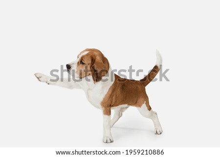 Friend. Portrait of funny active pet, cute dog Beagle posing isolated over white studio background. Concept of motion, action, pets love, animal life. Looks happy, delighted. Copyspace for ad. Royalty-Free Stock Photo #1959210886