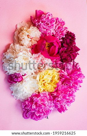 colorful peonies on pink background