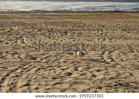 A seagull is standing on the beach in the evening sun.