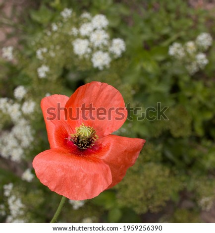 Wild poppy. Spring flower in the Mediterranean climate. 