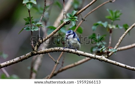 Blue tit perching in the woods