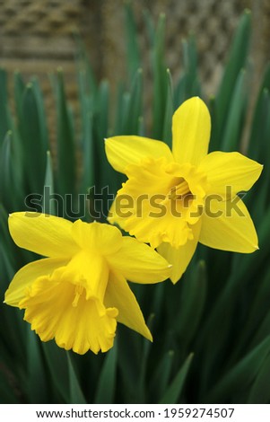 Yellow Daffodils with green leaves , Daffodils in the garden, yellow  spring flowers macro,  beauty in nature , floral photo, macro photography