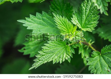 Nettle leaves and strings in the forest