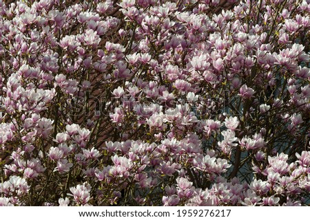 Blooming magnolia (Magnolia), Bavaria, Germany