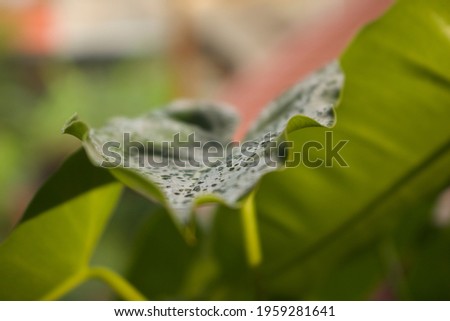 Water Droplets On Big Plant Leaf Which's  Background Is Blurred. In the picture, there is a big plant leaf that has water droplets on it which occurred due to rain with great blurred background.