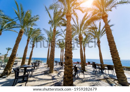 Tall palms at teracce near the sea against the blue sky