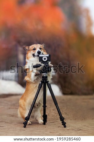 funny photographer corgi dog in a bright sunny garden with an old camera
