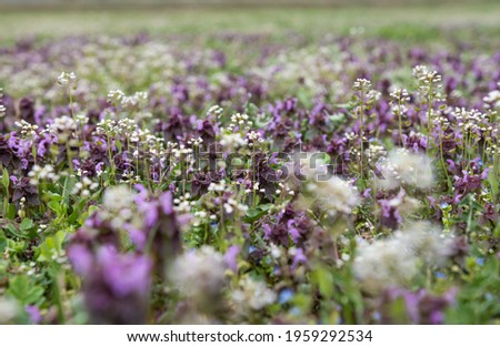 wild meadow flowers in the meadow in spring 