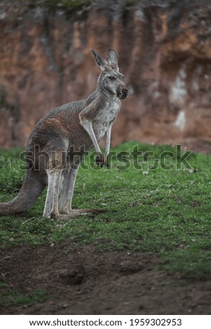 Portrait of Red kangaroo in zoo