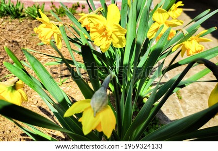 Daffodils (narcissus) a springtime yellow flower bulb plant growing outdoors in a public park during the spring season, stock photo image